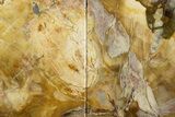 Tall Colorful Petrified Wood Bookends - Madagascar #344702-1